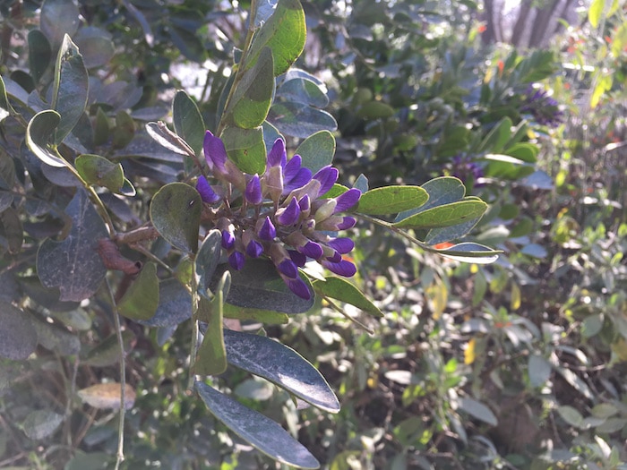 Close up image of bloom from Texas Mountain Laurel